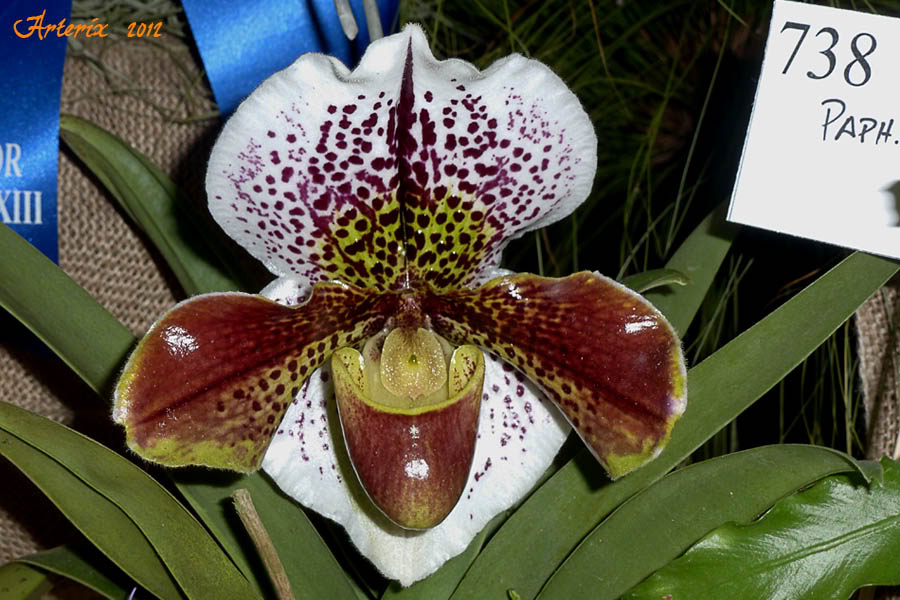 2012_avo_05.jpg