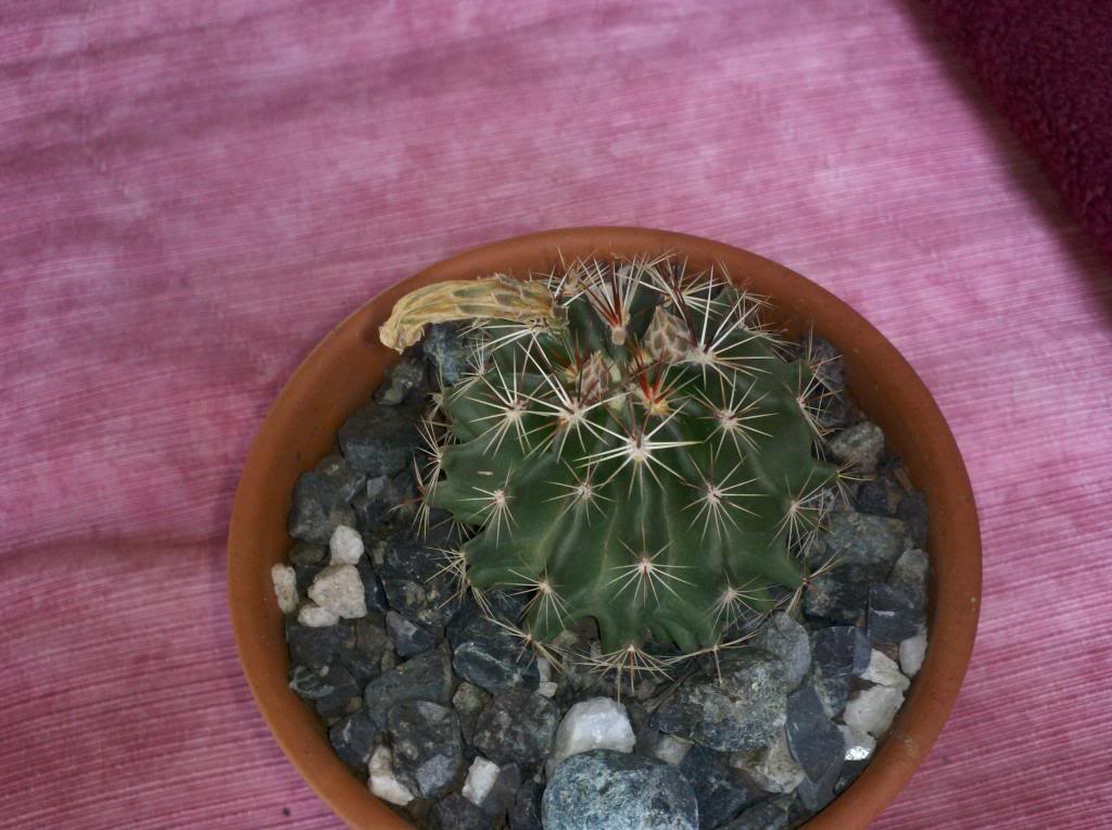 2013-01-16_15-32-57_188_zps4d1586e4.jpg