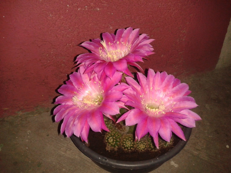 2013-04-13232753_zpse23b62a1.jpg