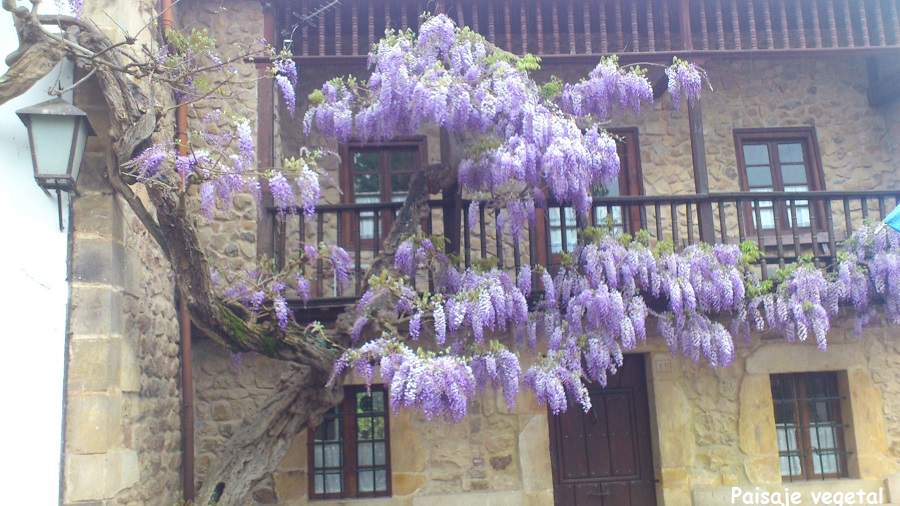 2013+04+Cantabria+wisteria+frontal.jpg