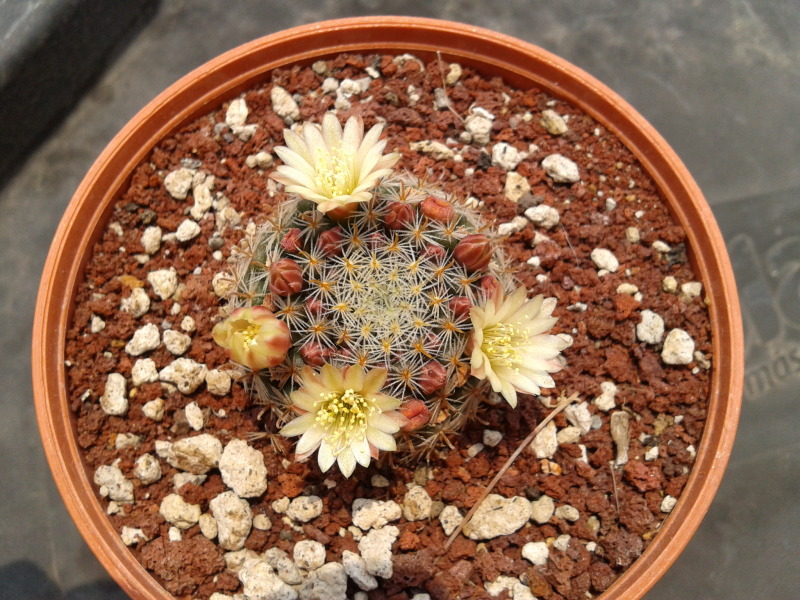 2013-05-10133114_zps988bd103.jpg