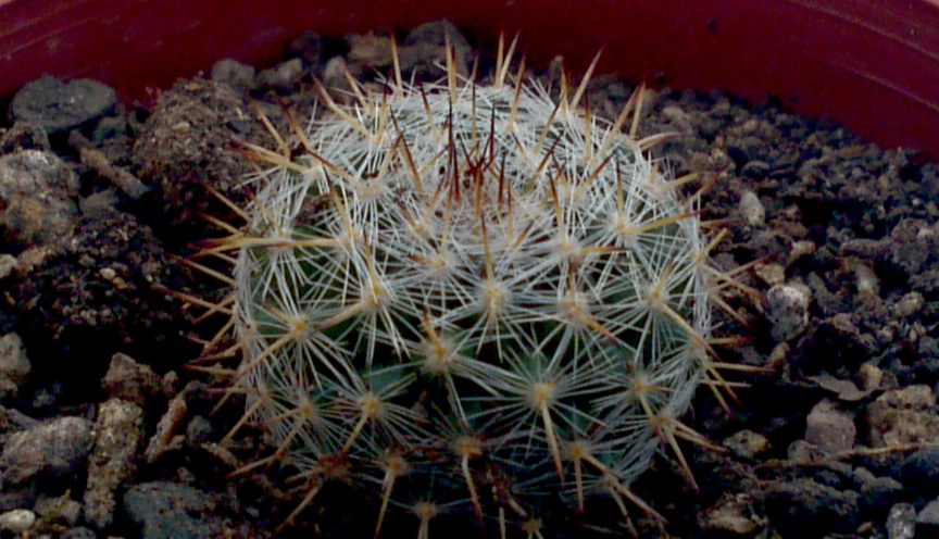 2013-05-21_09-33-45_270_zps768cd3a8.jpg