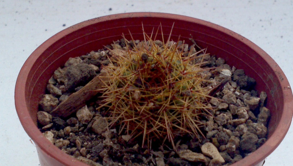 2013-05-21_09-34-21_878_zps615ed56c.jpg