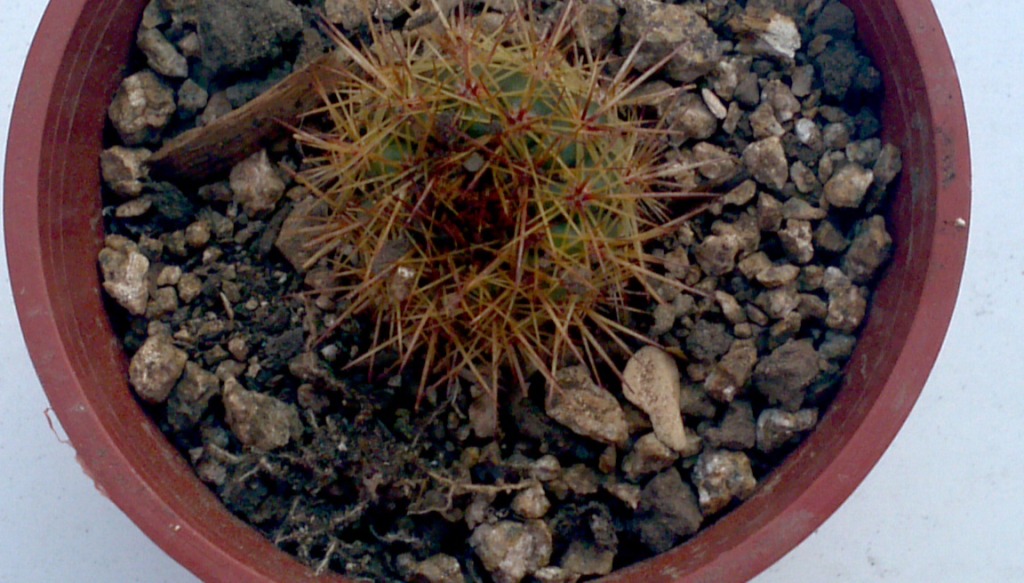 2013-05-21_09-34-27_365_zpsa679c487.jpg