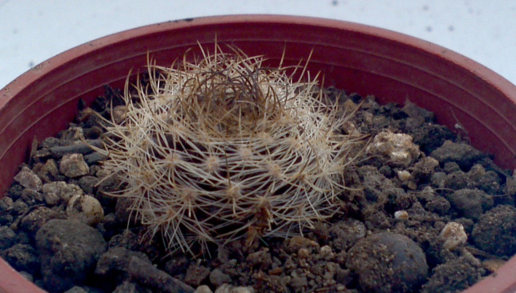 2013-05-21_09-34-48_358_zps6eacc7b3.jpg