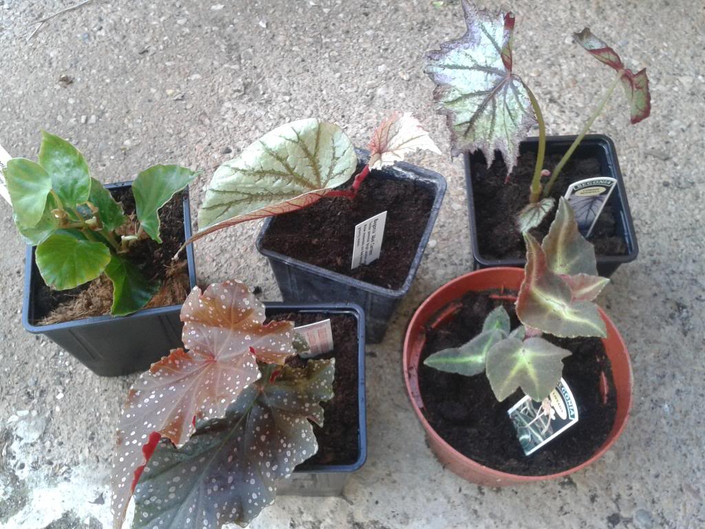 2013-06-19085848_zps703c2b3c.jpg