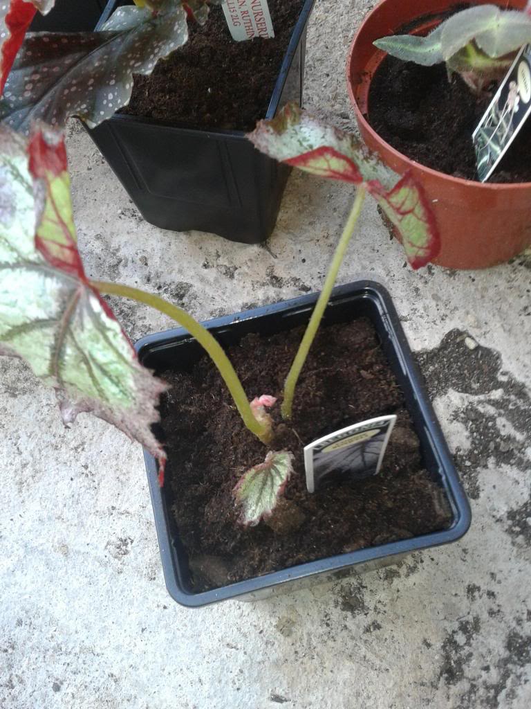 2013-06-19085915_zps3fe90044.jpg