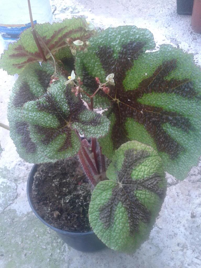 2013-06-23165426_zps0d06b29e.jpg