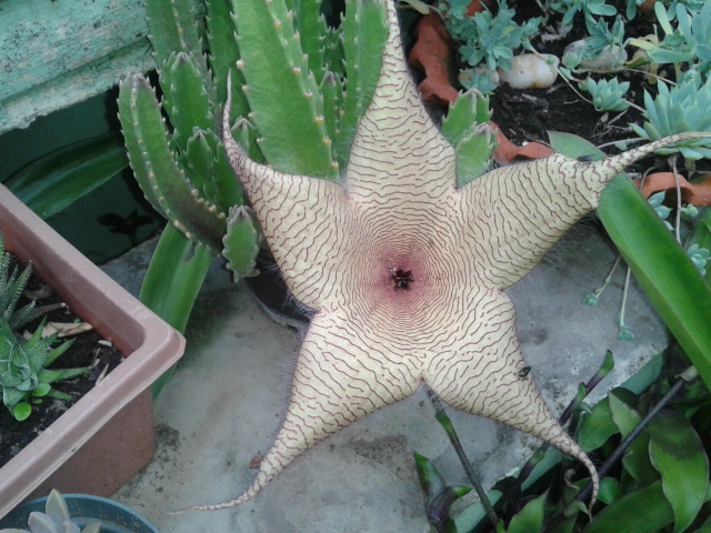 2013-06-28Stapelia.jpg