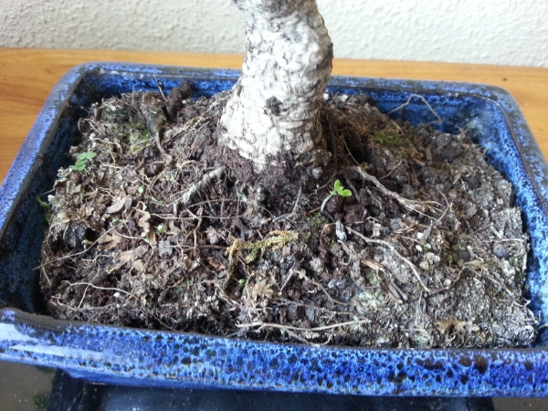 2013-12-08135914.jpg