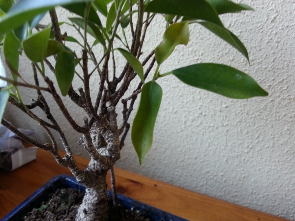 2013-12-08135957.jpg