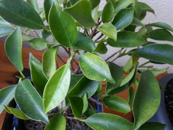 2013-12-08140006.jpg