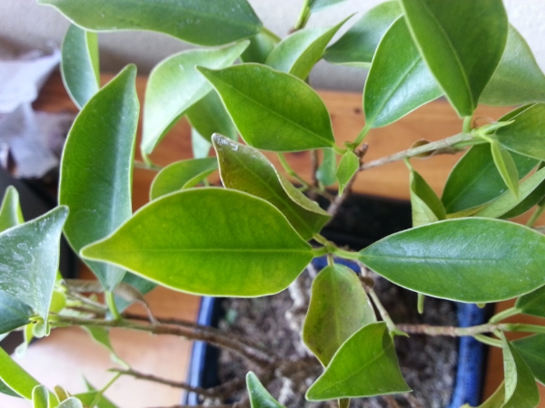 2013-12-08140019.jpg