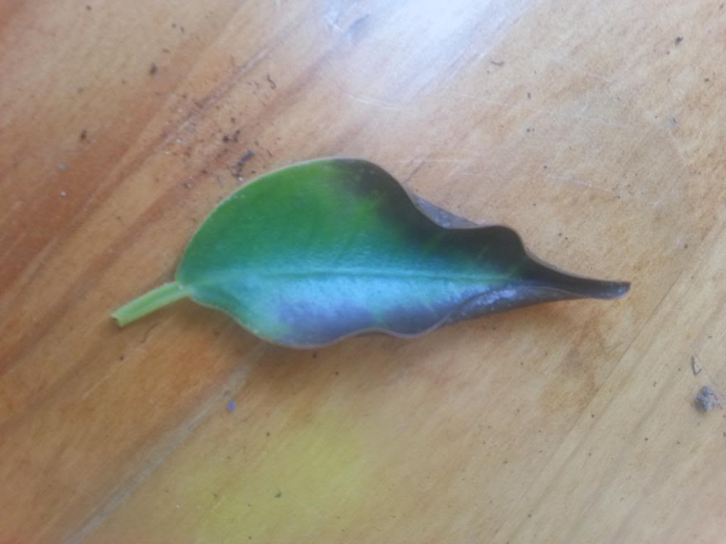 2013-12-14131048.jpg