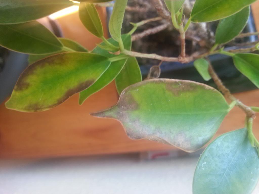 2013-12-14131057.jpg