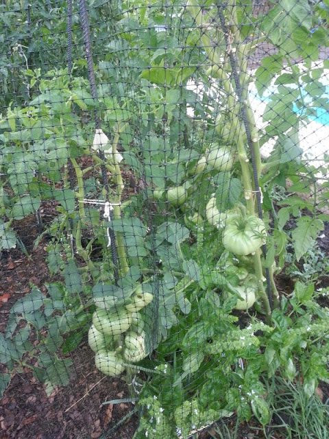 20130114_192425.jpg