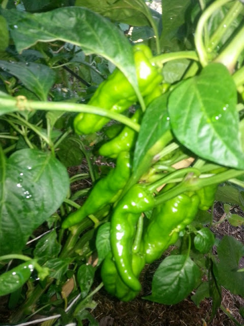 20130114_192556.jpg