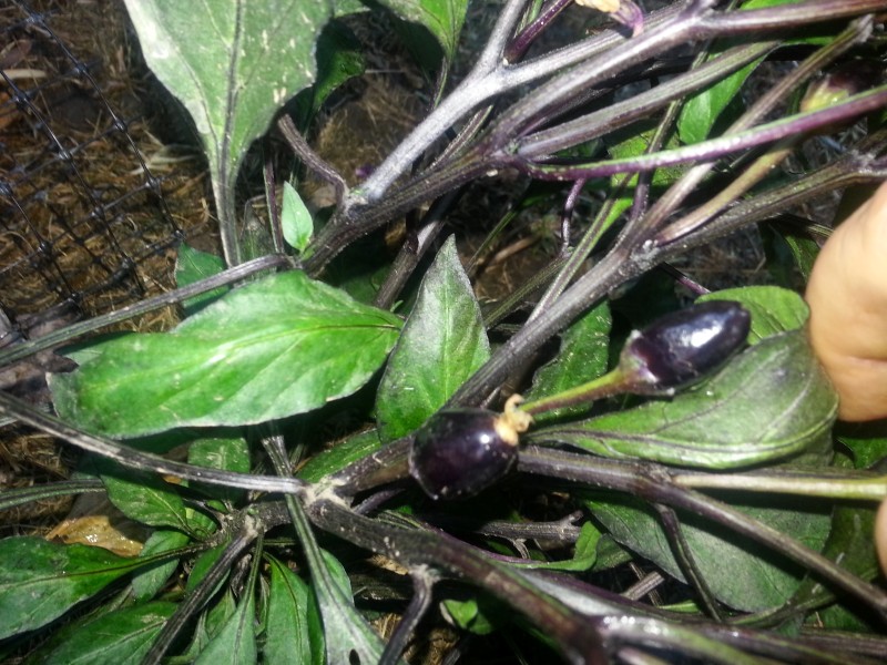 20130114_192644.jpg