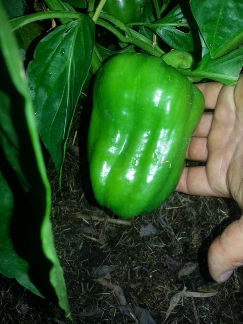20130114_193042.jpg