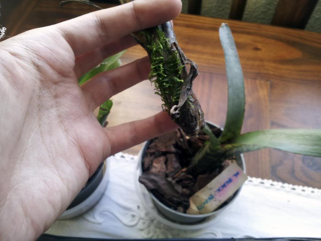 20130129_162507_zps36650e5f.jpg