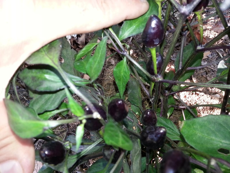 20130201_162636.jpg