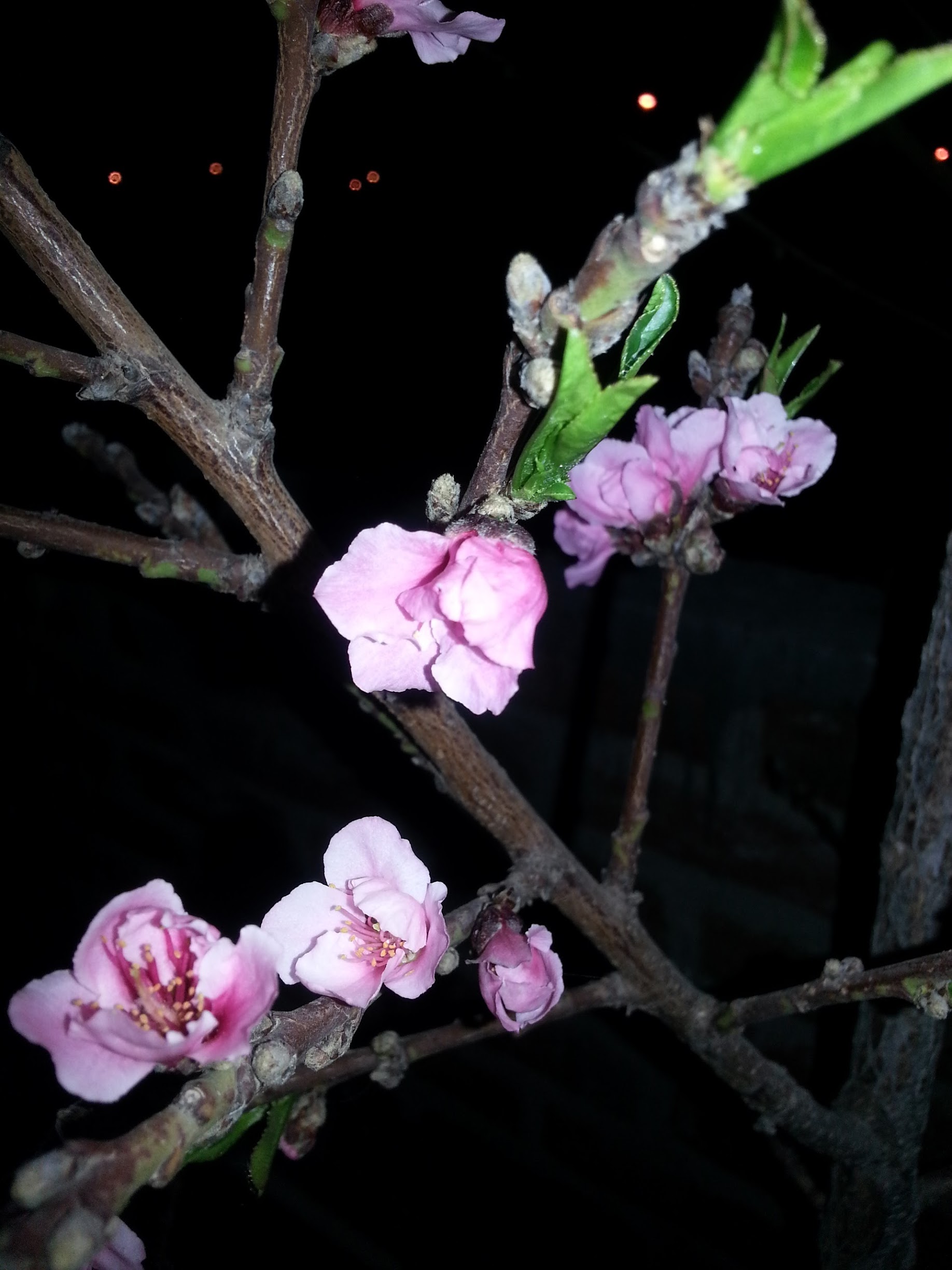 20130311_000737.jpg