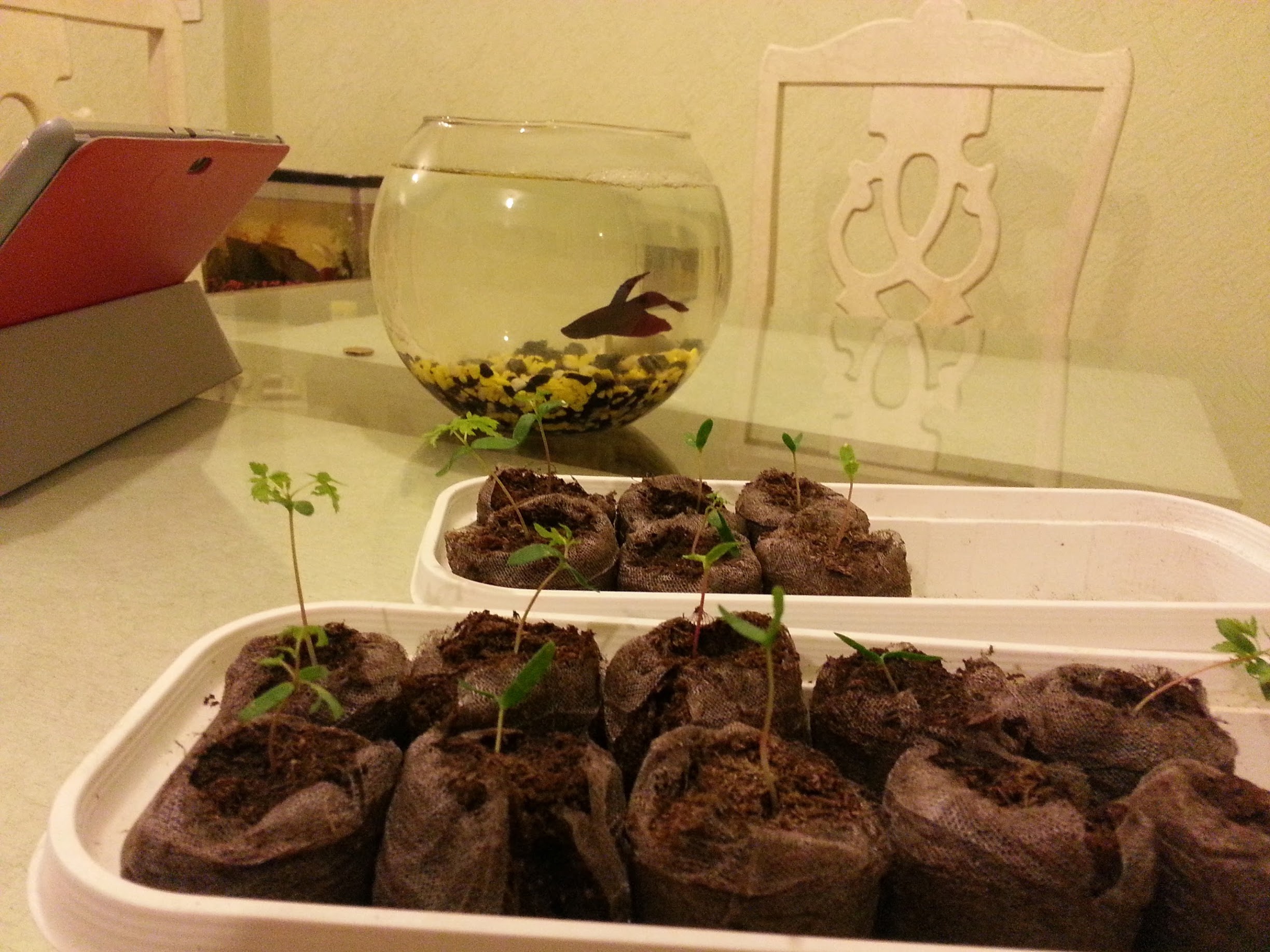 20130314_221017.jpg