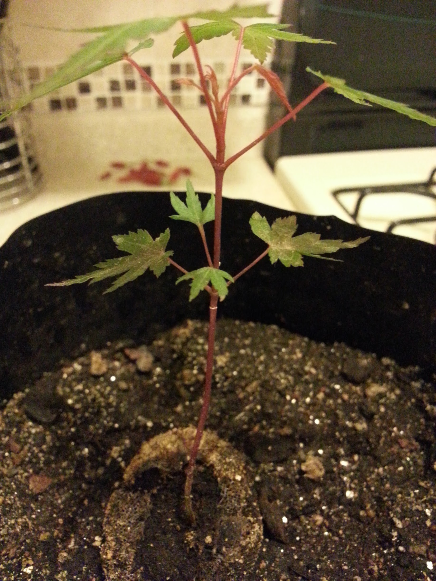 20130314_221332.jpg
