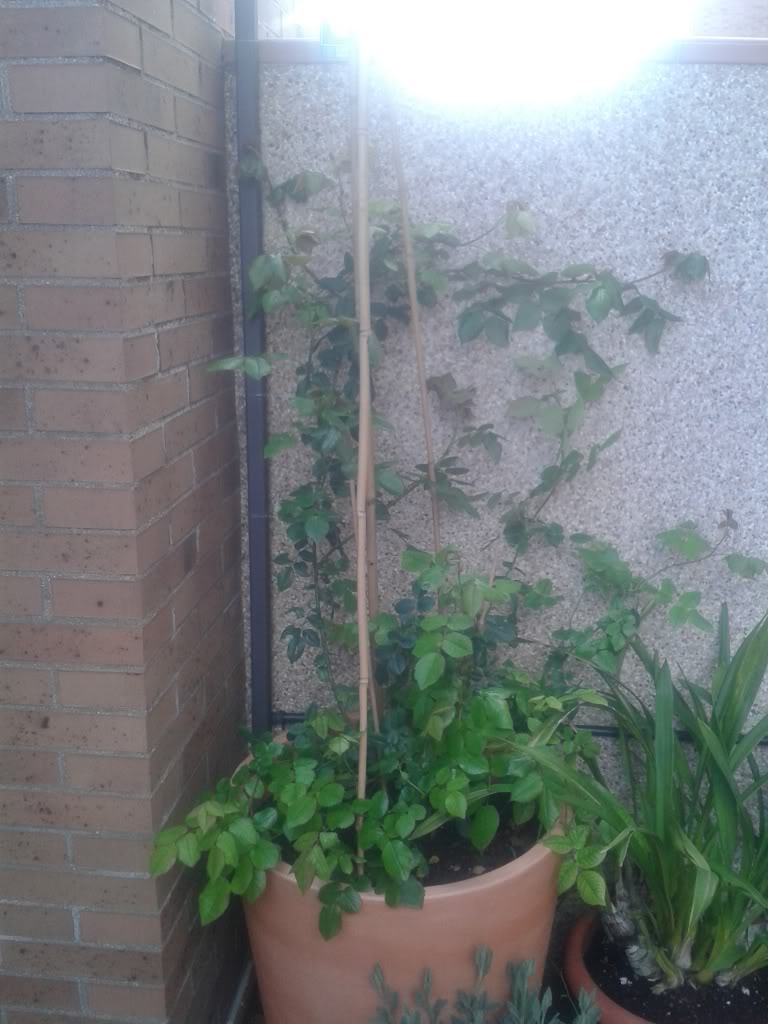 20130402_185532_zps22497246.jpg