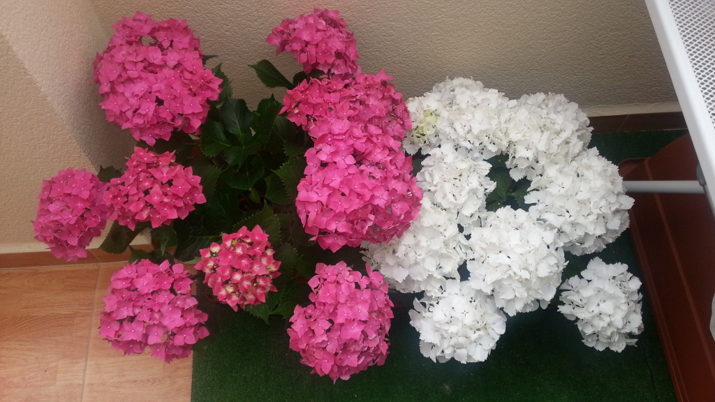 20130408_113004_zps2ec6dbe2.jpg