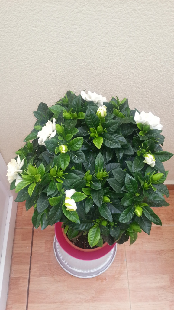 20130408_113028_zps4536a31f.jpg