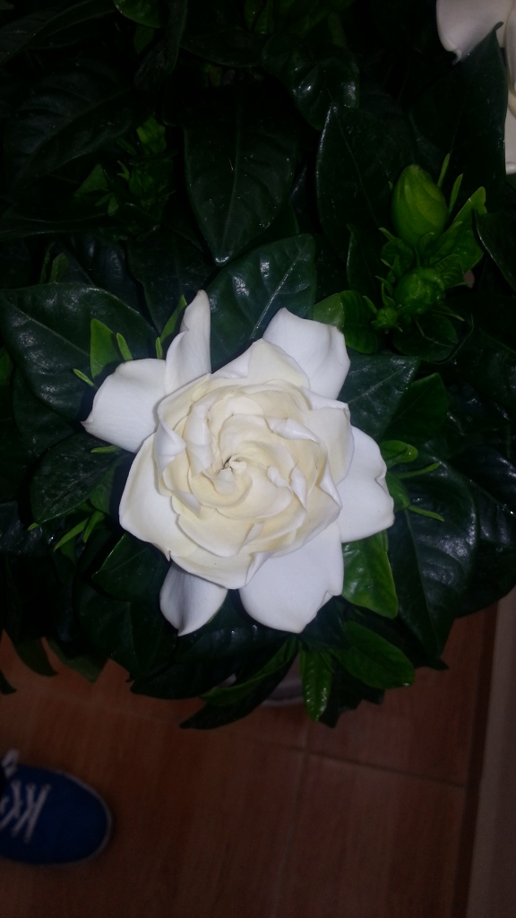 20130408_113034_zps0b88fcfd.jpg