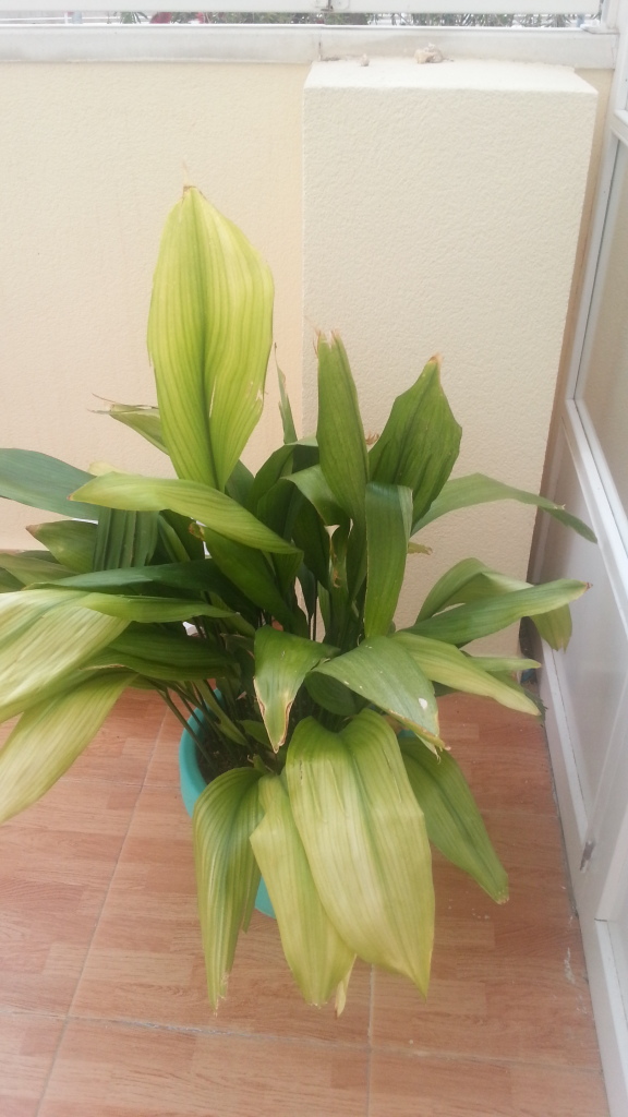 20130408_192358_zpsfc482c06.jpg