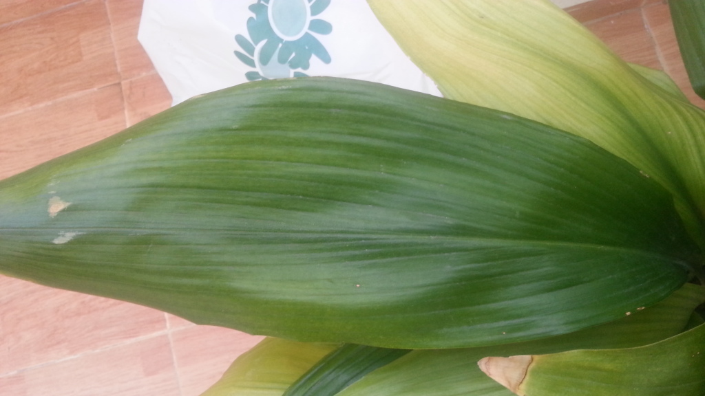 20130408_192410_zps94fc6d57.jpg