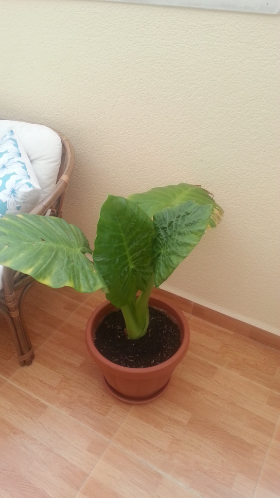 20130408_192458_zps401bd531.jpg