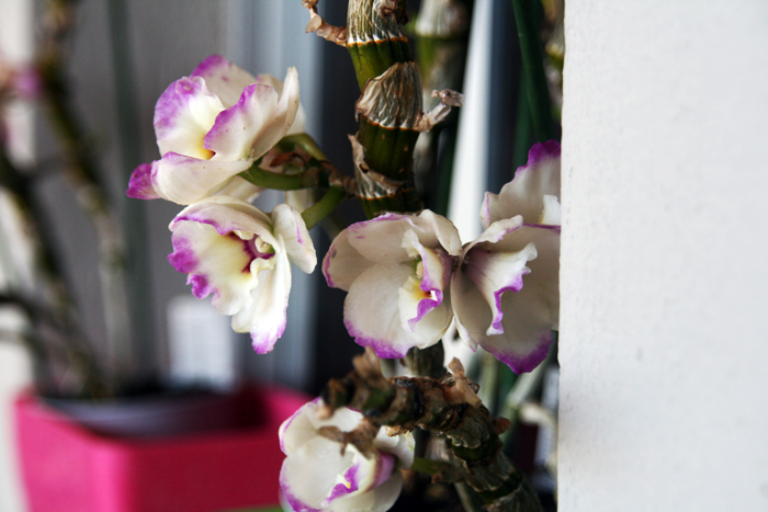 20130409_3.JPG