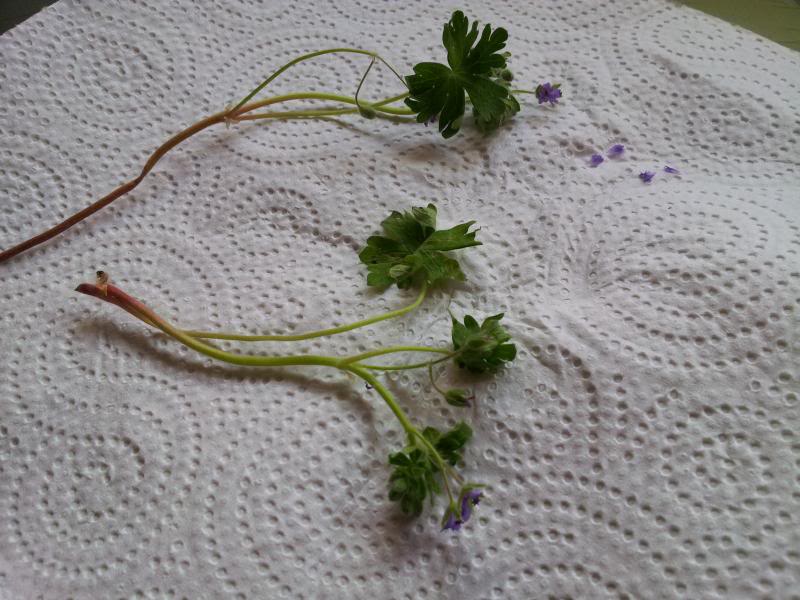 20130412_120344.jpg