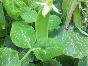 20130414-214828.jpg