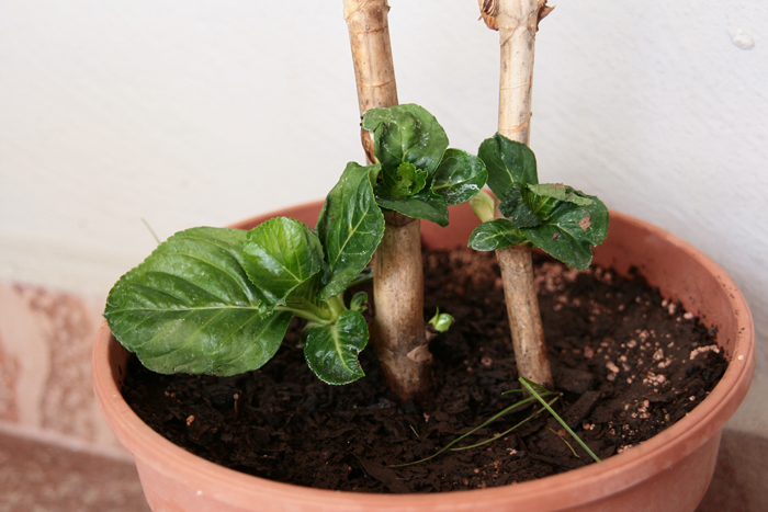 20130423_21.JPG