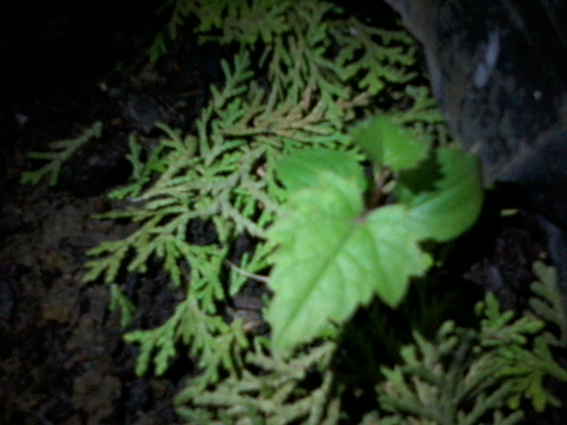 20130426_180423.jpg