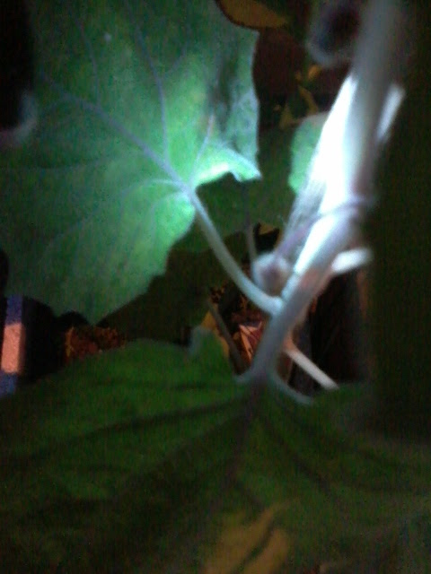 20130426_180507.jpg
