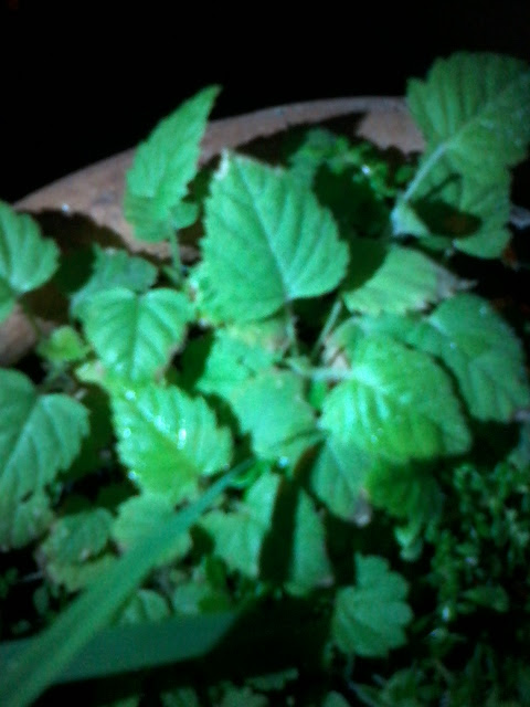 20130426_180522.jpg