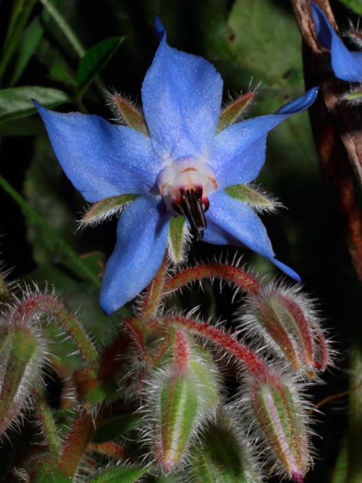 20130506_borago_officinalis_01.jpg