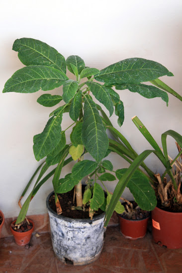 20130509_13.JPG