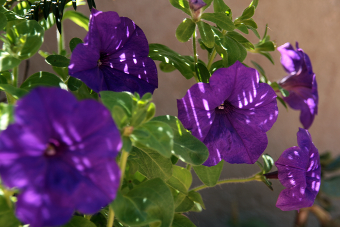 20130509_15.JPG