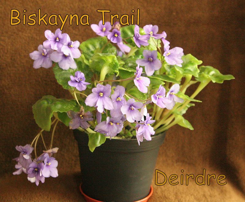 20130510_zpse9f18ad6.jpg