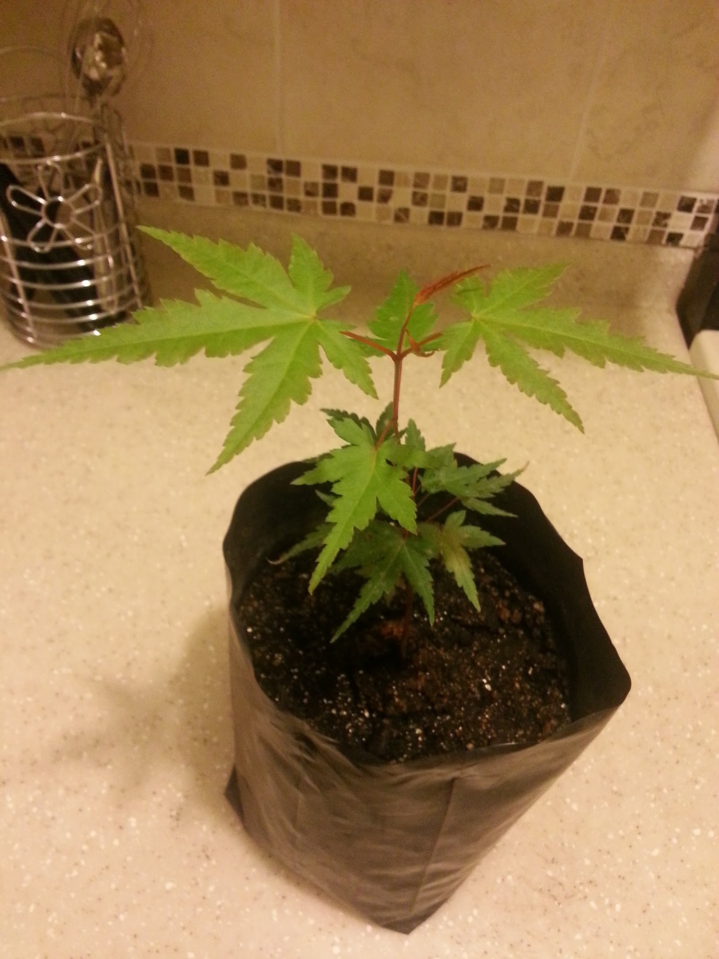 20130513_005640.jpg