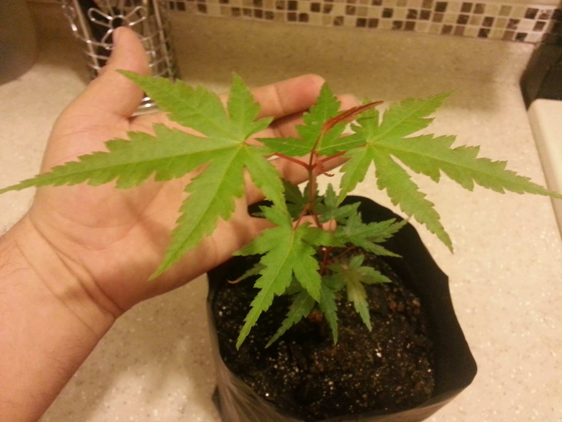 20130513_005851.jpg
