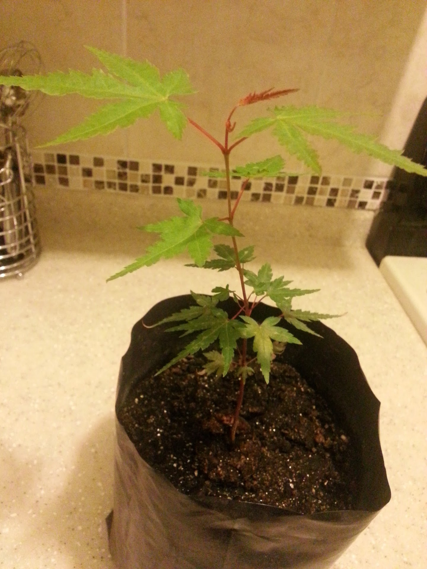 20130513_010224.jpg