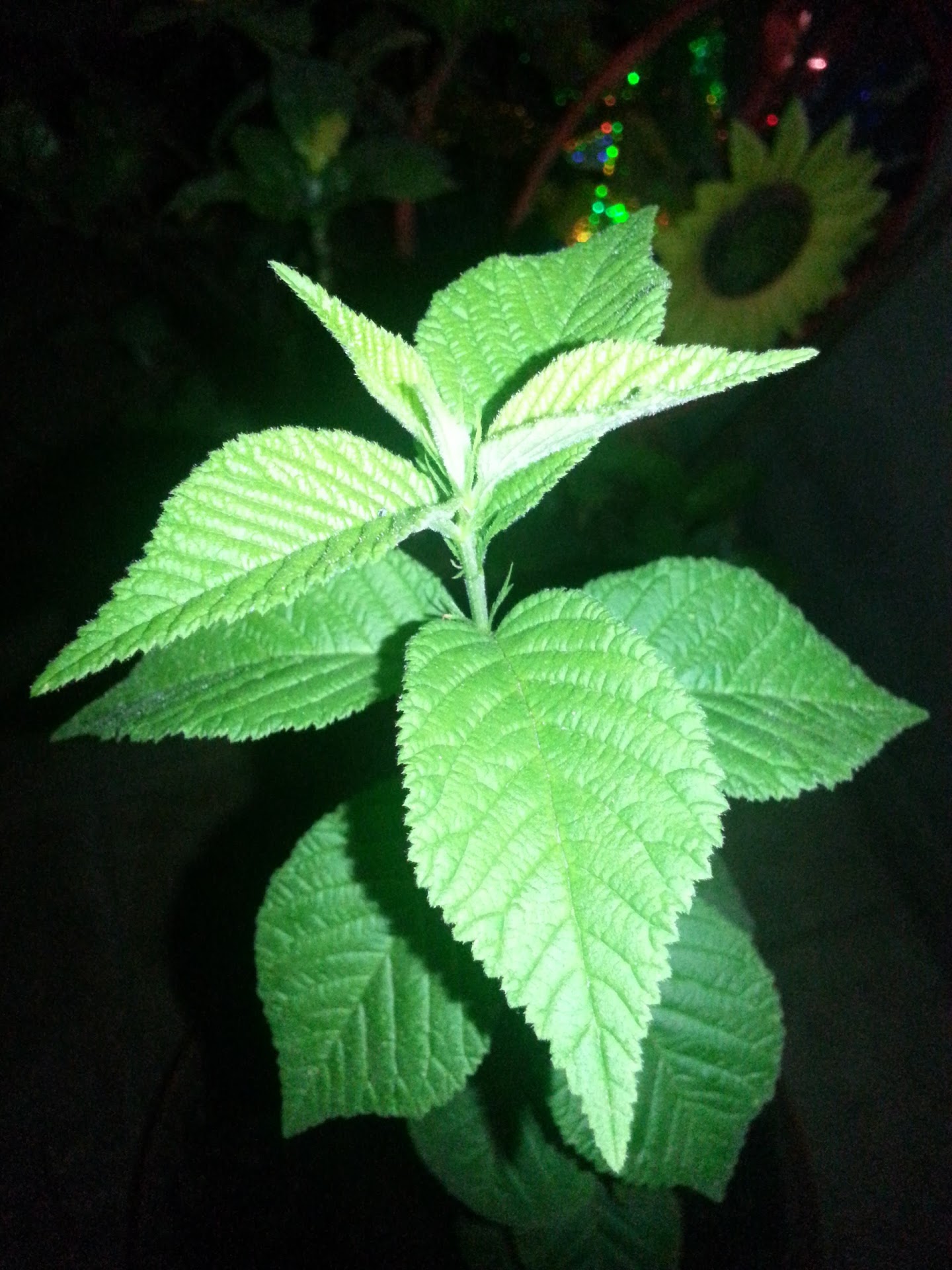 20130513_015124.jpg